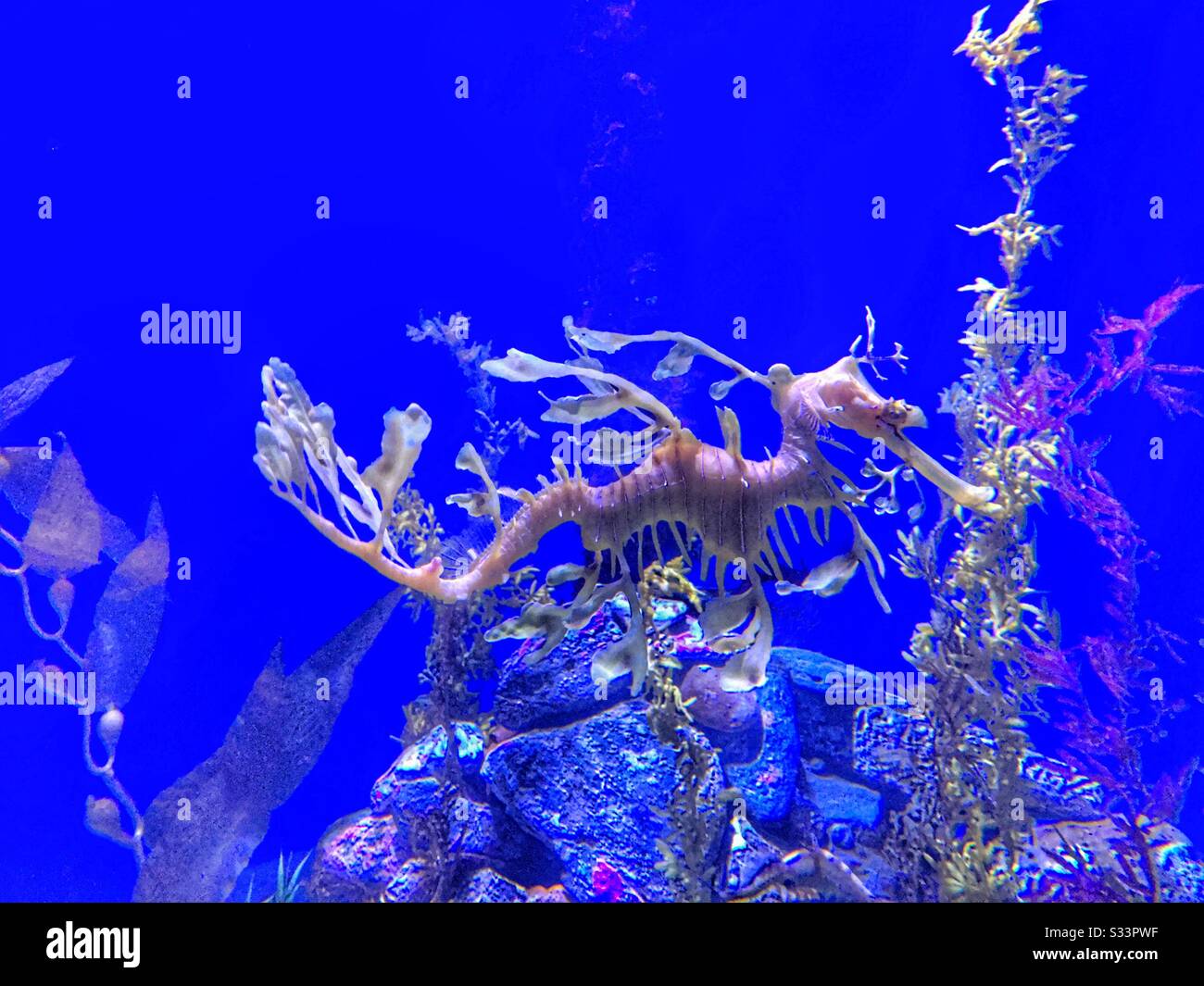 Dragon de mer à feuilles Phycodurus Eques - Image de stock capturée avec un smartphone