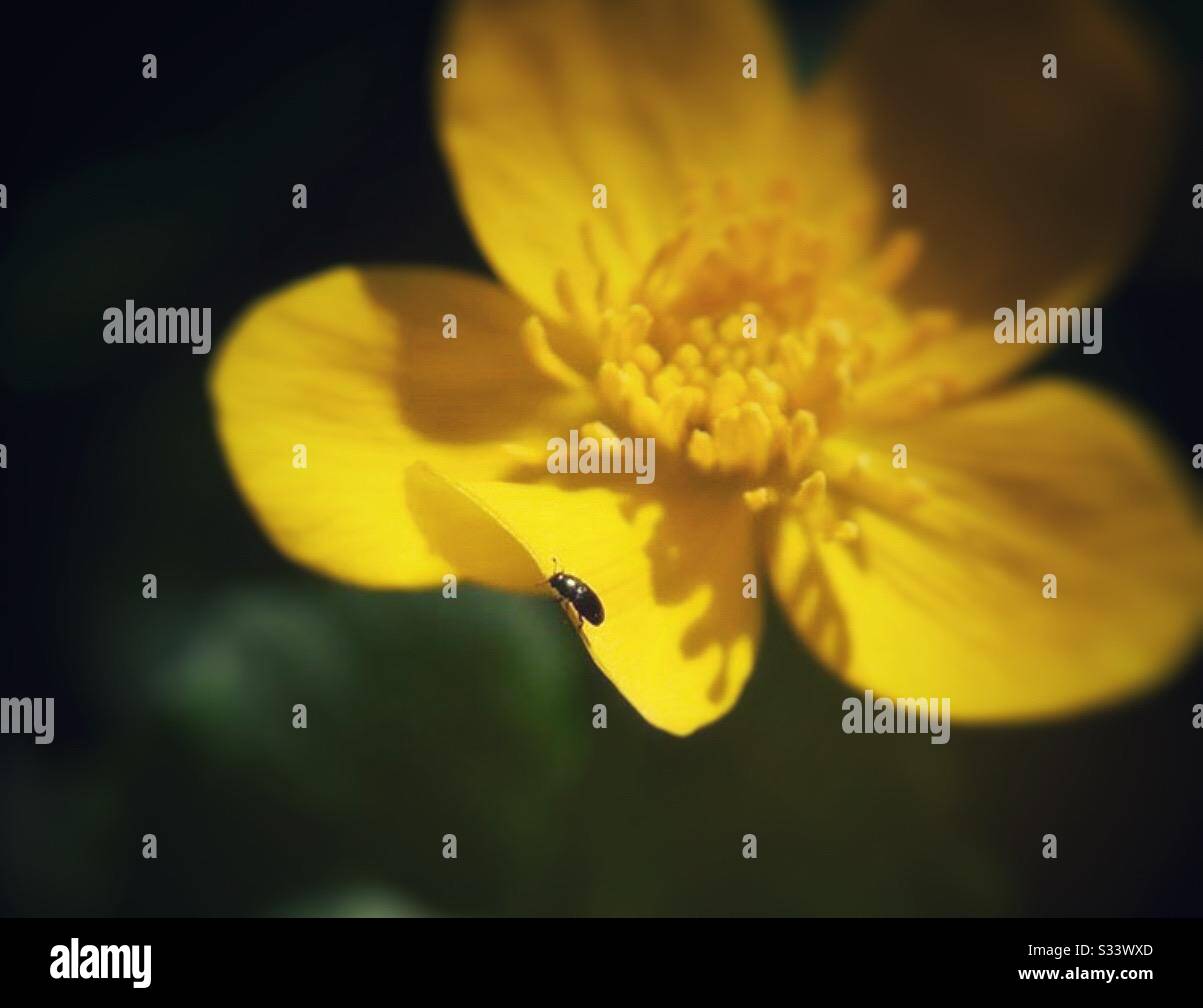 Bug sur une image de fleur Banque D'Images