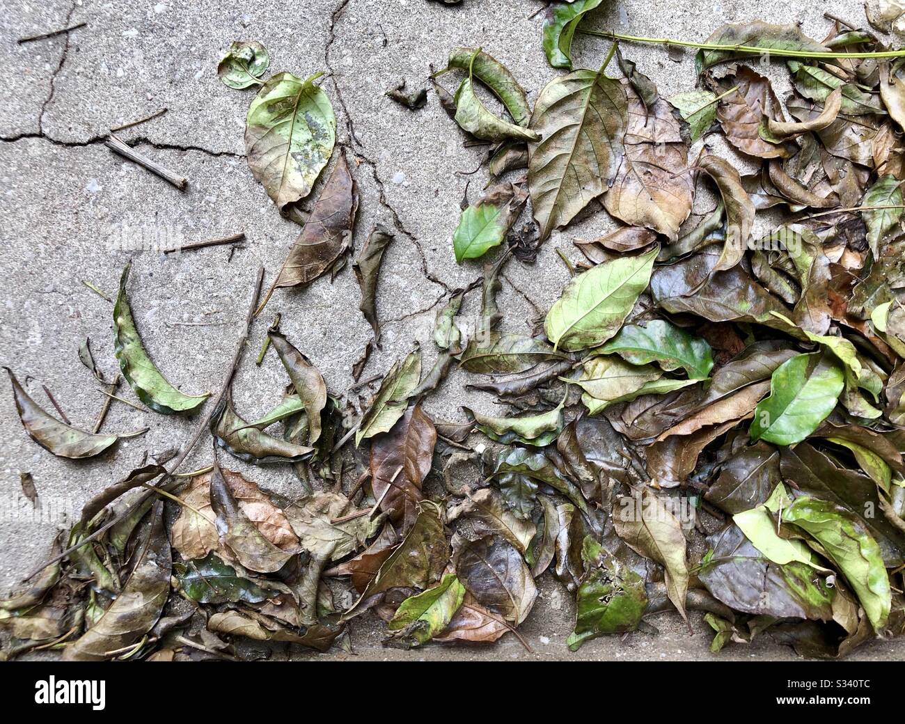 Pile de feuilles tombées sur une surface en béton - Image de stock capturée avec un smartphone