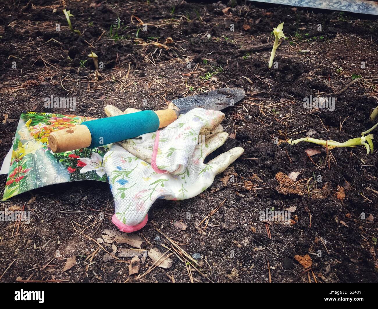 Pousses d'ampoule nouvellement plantées à côté des gants de jardinage, truelle, et paquet d'ampoule dans le jardin de fleur de printemps - Image de stock capturée avec un smartphone