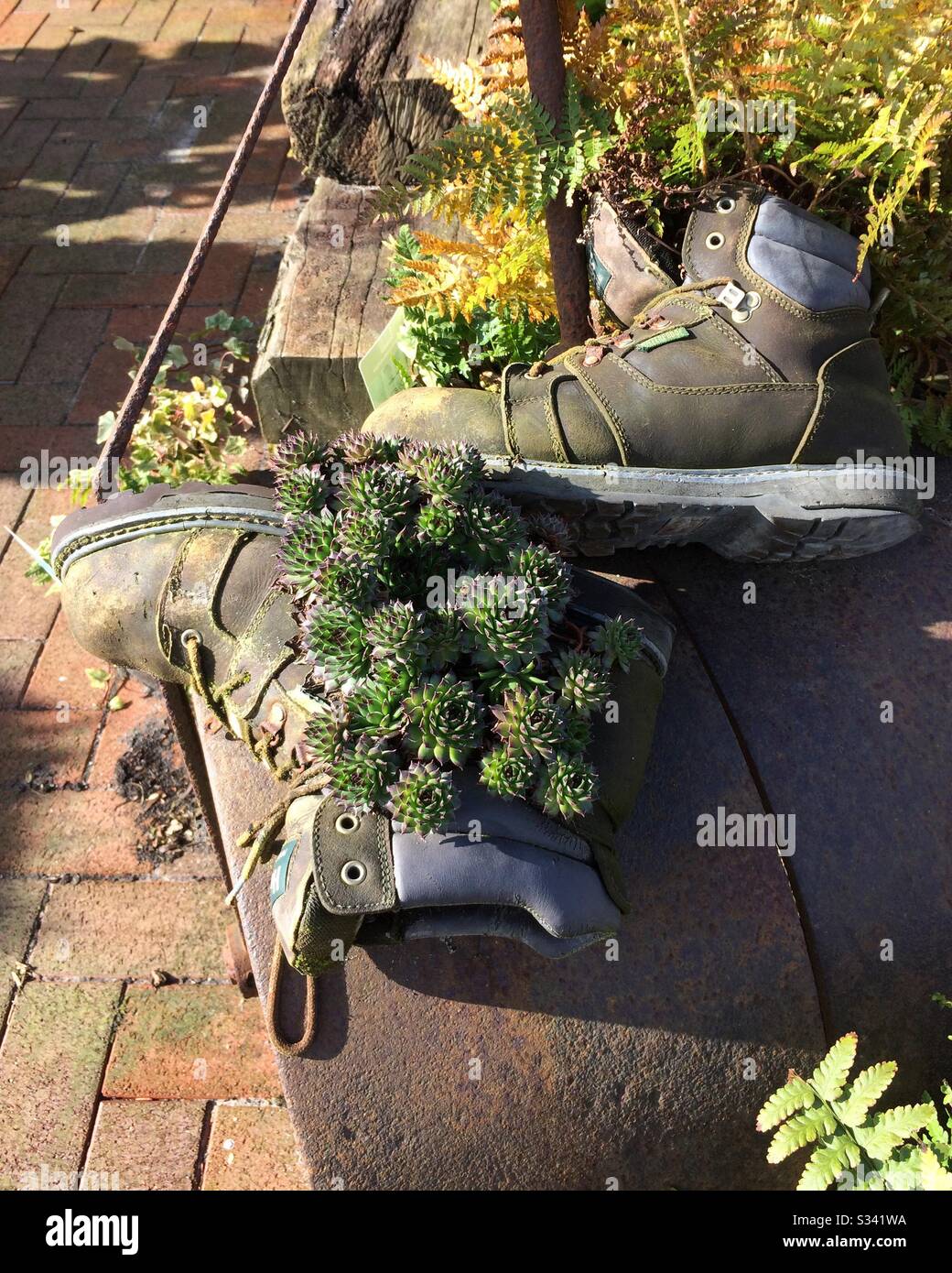 Vieilles bottes utilisées comme pots de plantes Banque D'Images