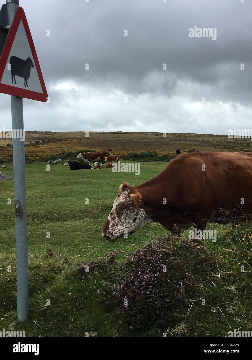 Vache sur la moorland devant le panneau d'avertissement des moutons - Image de stock capturée avec un smartphone
