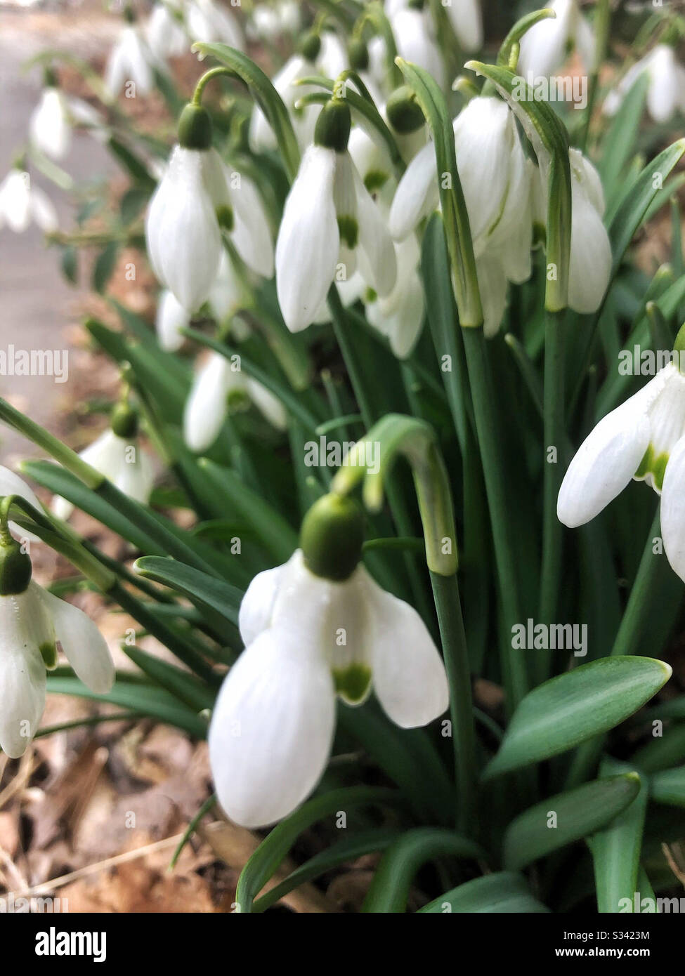 Les chutes de neige sont l'une des premières fleurs du printemps Banque D'Images