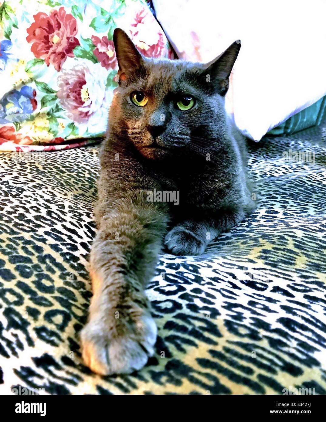Portrait De Magnifique Chat Bleu Bleu Bleu Domestique Avec Des Yeux Verts Impressionnants Photo Stock Alamy