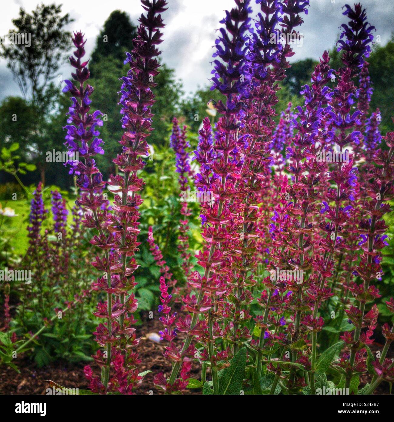 Grande fleur violette. - Image de stock capturée avec un smartphone