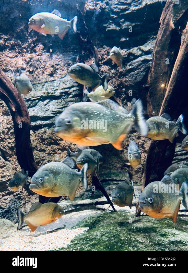 Piranha ou Pirana d'Afrique du Sud un poisson d'eau douce dans un aquarium dans le safari de la rivière de Singapour- certains poissons sont en mode-snap à travers le poisson prédateur de verre- carnivore -évolution-braconnage-écologie-féroce Banque D'Images