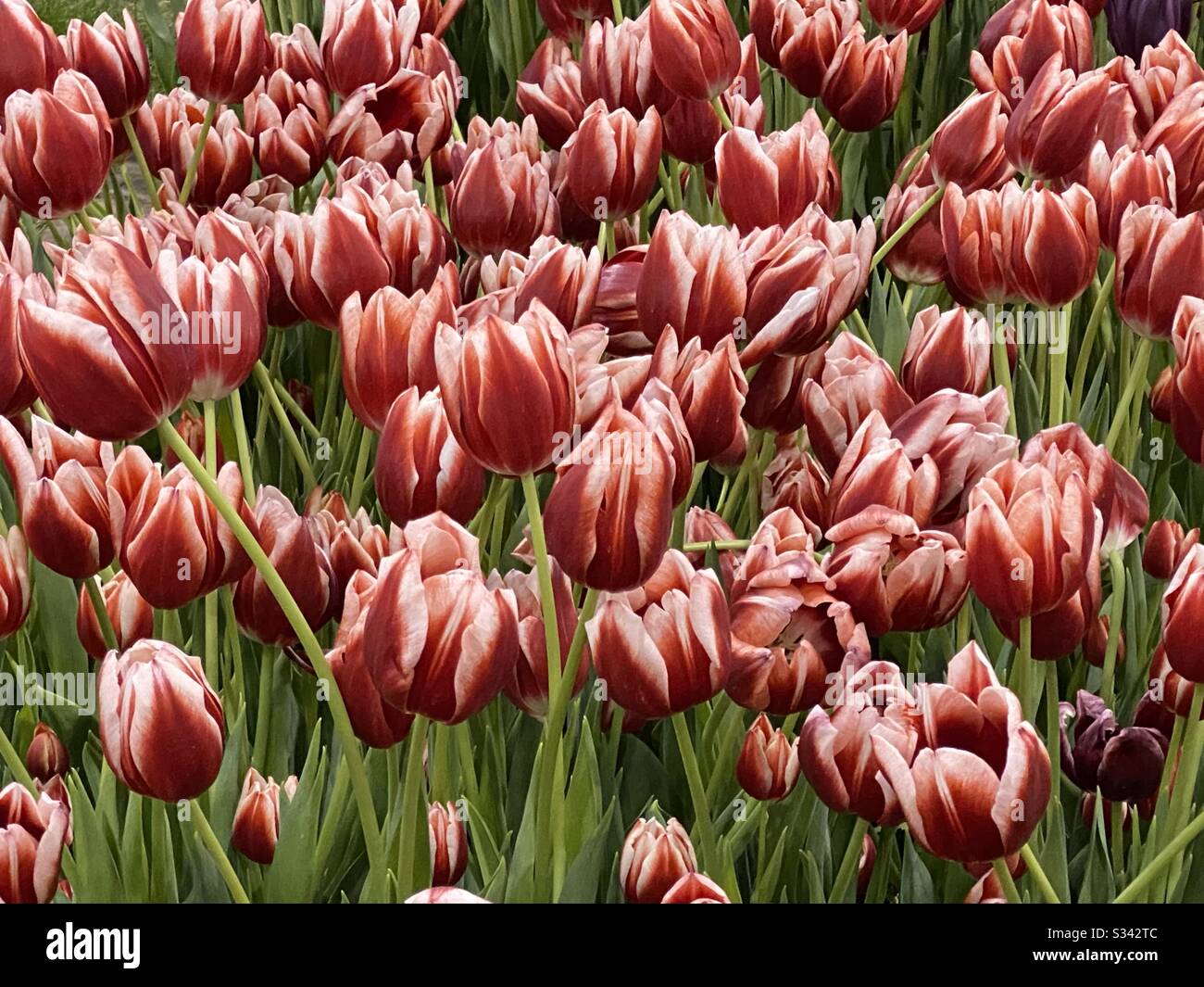 Champ de tulipes variégées rouges et blanches Banque D'Images