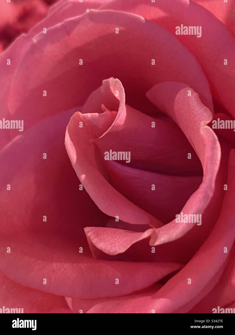 Macro image de rose rouge - Image de stock capturée avec un smartphone