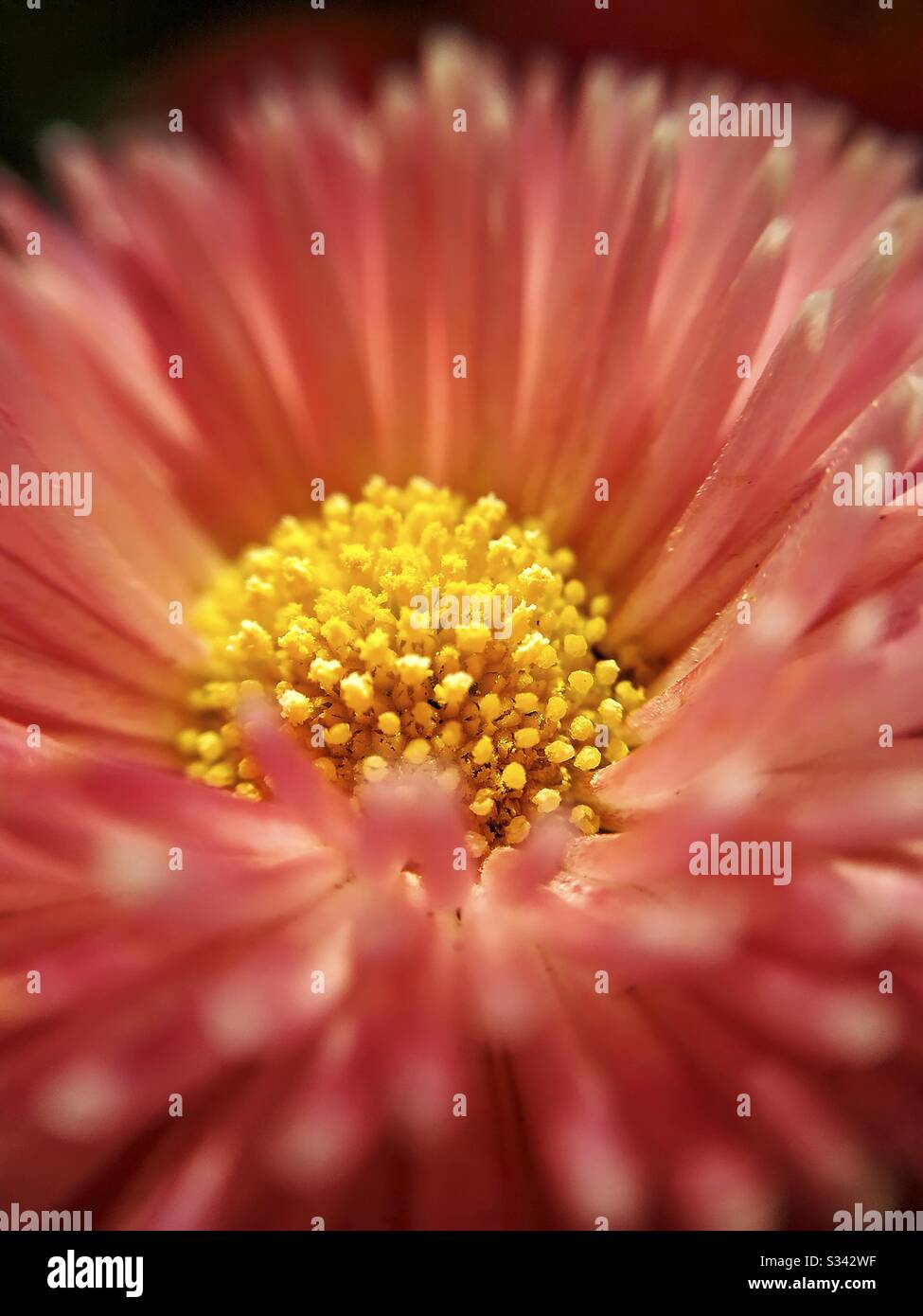 Macro de fleur de Bellis perennis. Banque D'Images