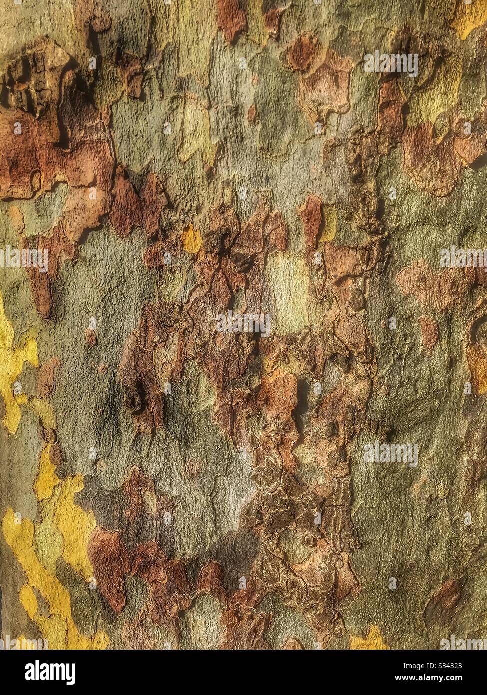Écorce d’arbre - Image de stock capturée avec un smartphone