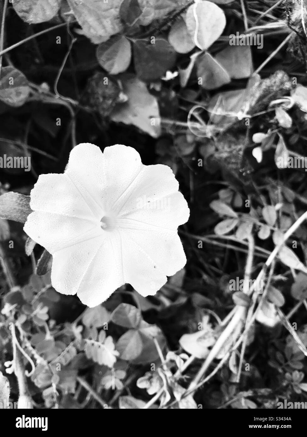 Ipomoea cairica aka Messina vitesse rampante fleur blanche trouvée dans des arbustes à proximité village ville ville en bordure de route dans Tamil Nadu- gros plan pic en mode noir et blanc- fleur blanche a eu des gouttes de rosée sur elle-ressemble pureté Banque D'Images
