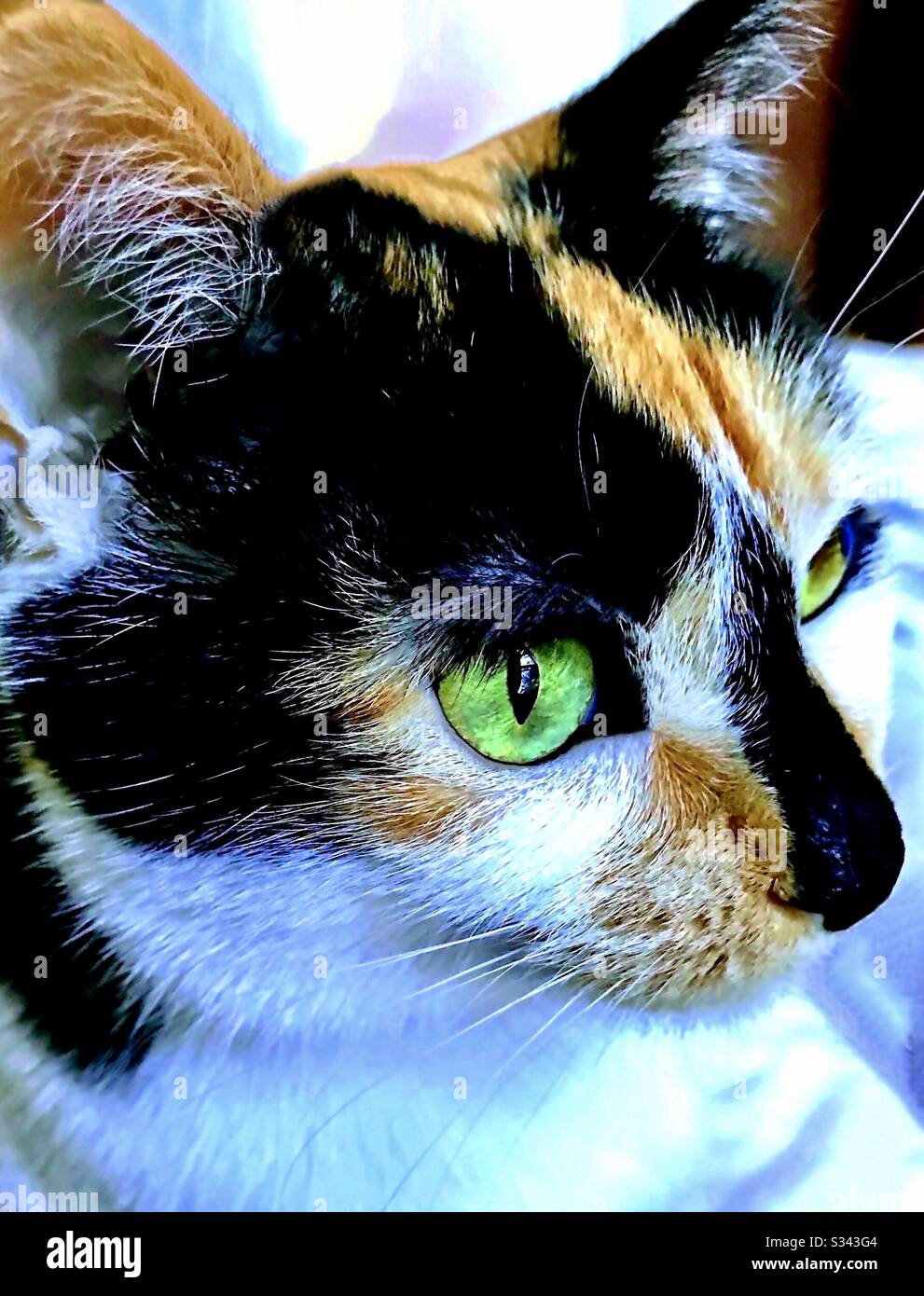 Portrait d'un animal de compagnie intérieur magnifique a craché chat calico femelle avec de magnifiques yeux verts, chat de sauvetage domestique ou américain shorthair Banque D'Images