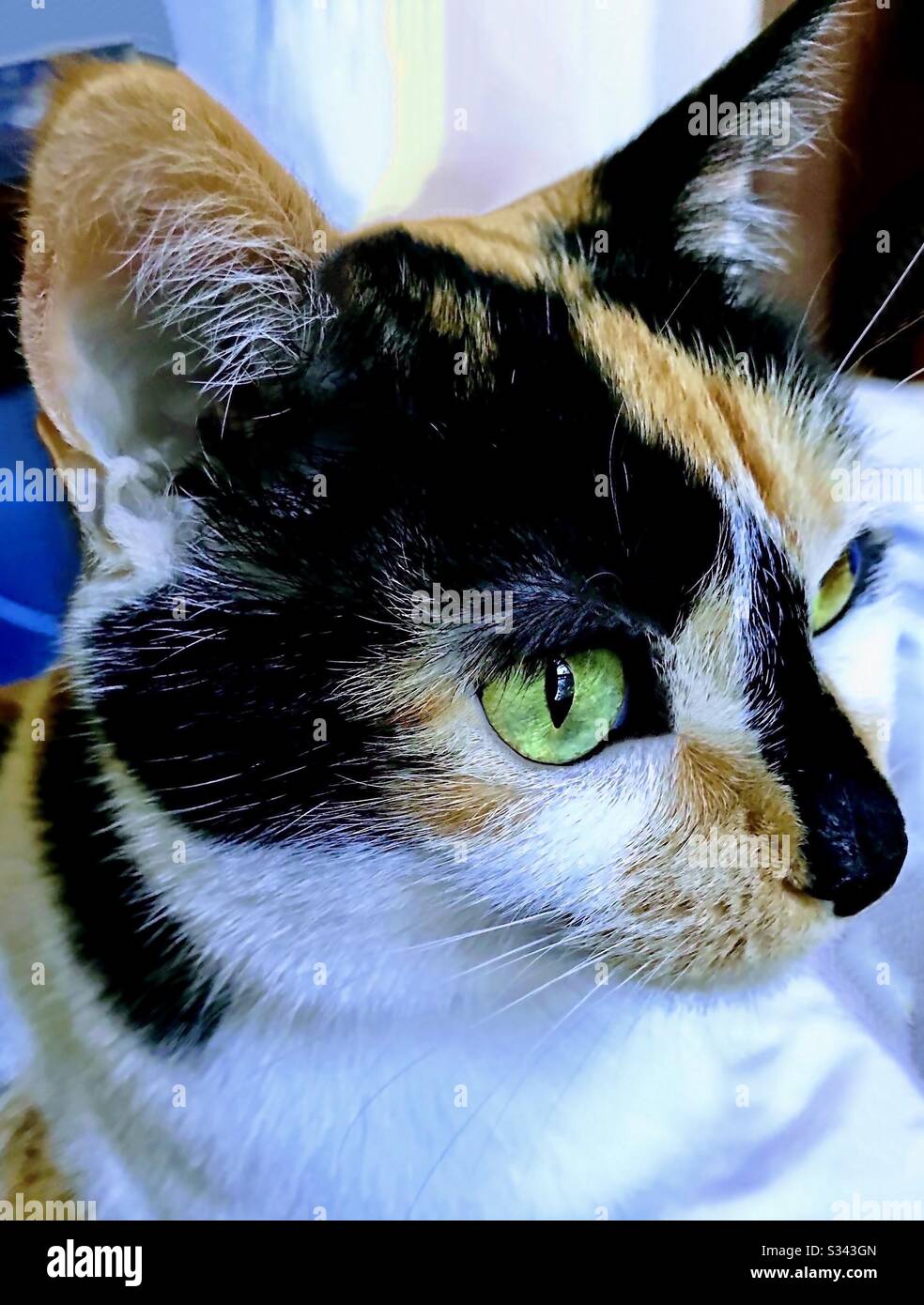Portrait d'un animal de compagnie d'intérieur magnifique a craché chat calico femelle avec de magnifiques yeux verts, chaton de shorthair domestique ou américain Banque D'Images