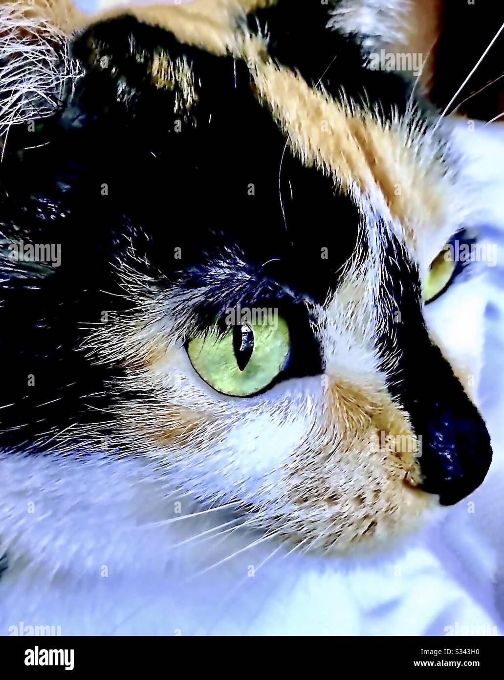 Portrait d'un animal de compagnie d'intérieur magnifique a craché chat calico femelle avec de magnifiques yeux verts, chaton de shorthair domestique ou américain Banque D'Images