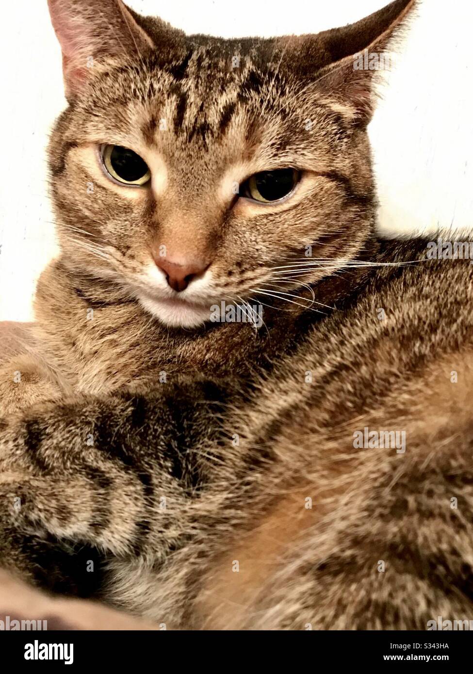 Portrait D Un Animal De Compagnie D Interieur Magnifique Chat Tabby Femelle Crache Brun Avec De Magnifiques Yeux Verts Chaton De Shorthair Domestique Ou Americain Photo Stock Alamy