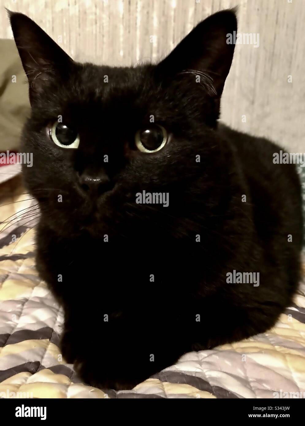 Portrait Du Magnifique Chat Bombay Aux Yeux Verts Magnifiques Animal De Compagnie Couvert A Crache Chaton De Sauvetage Femelle Chat Noir De Shorthair Domestique Ou Americain Photo Stock Alamy