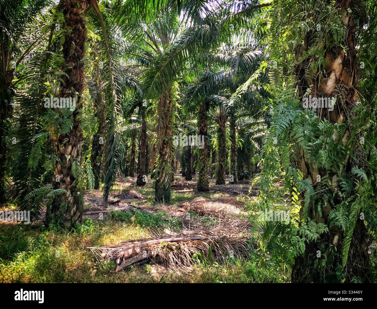 Les fougères poussent à partir des troncs de palmiers à huile dans la plantation entourant Mangala Resort and Spa, Gambang, Kuantan, Pahang, Malaisie - Image de stock capturée avec un smartphone