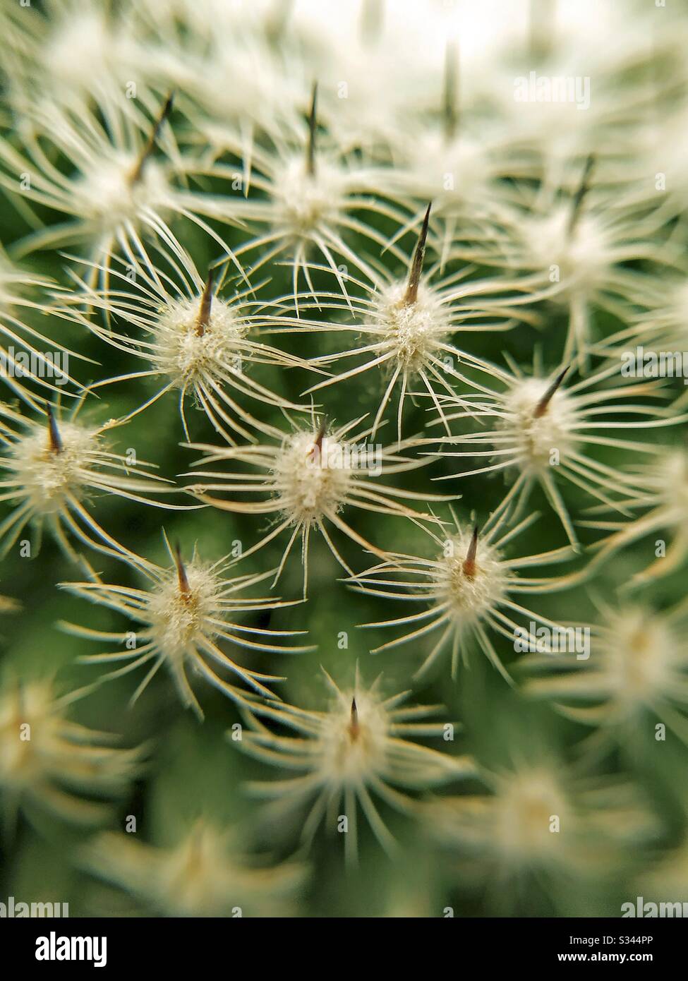 Macro de cactus. Détail d'Echocereus. Banque D'Images