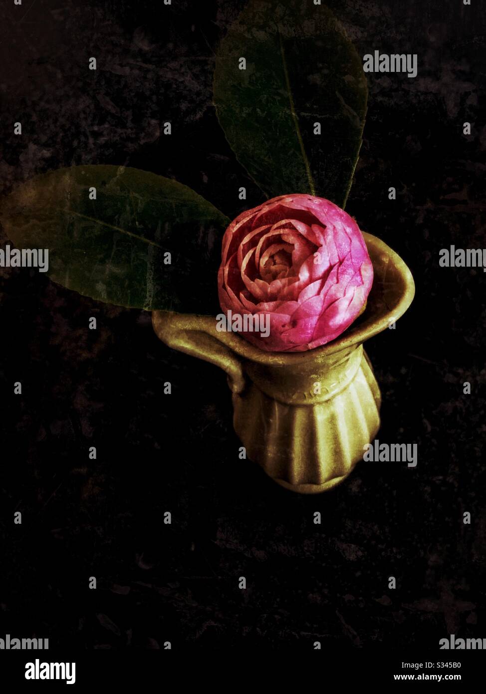 Camellia rose dans un vase de style grénien avec fond sombre Banque D'Images