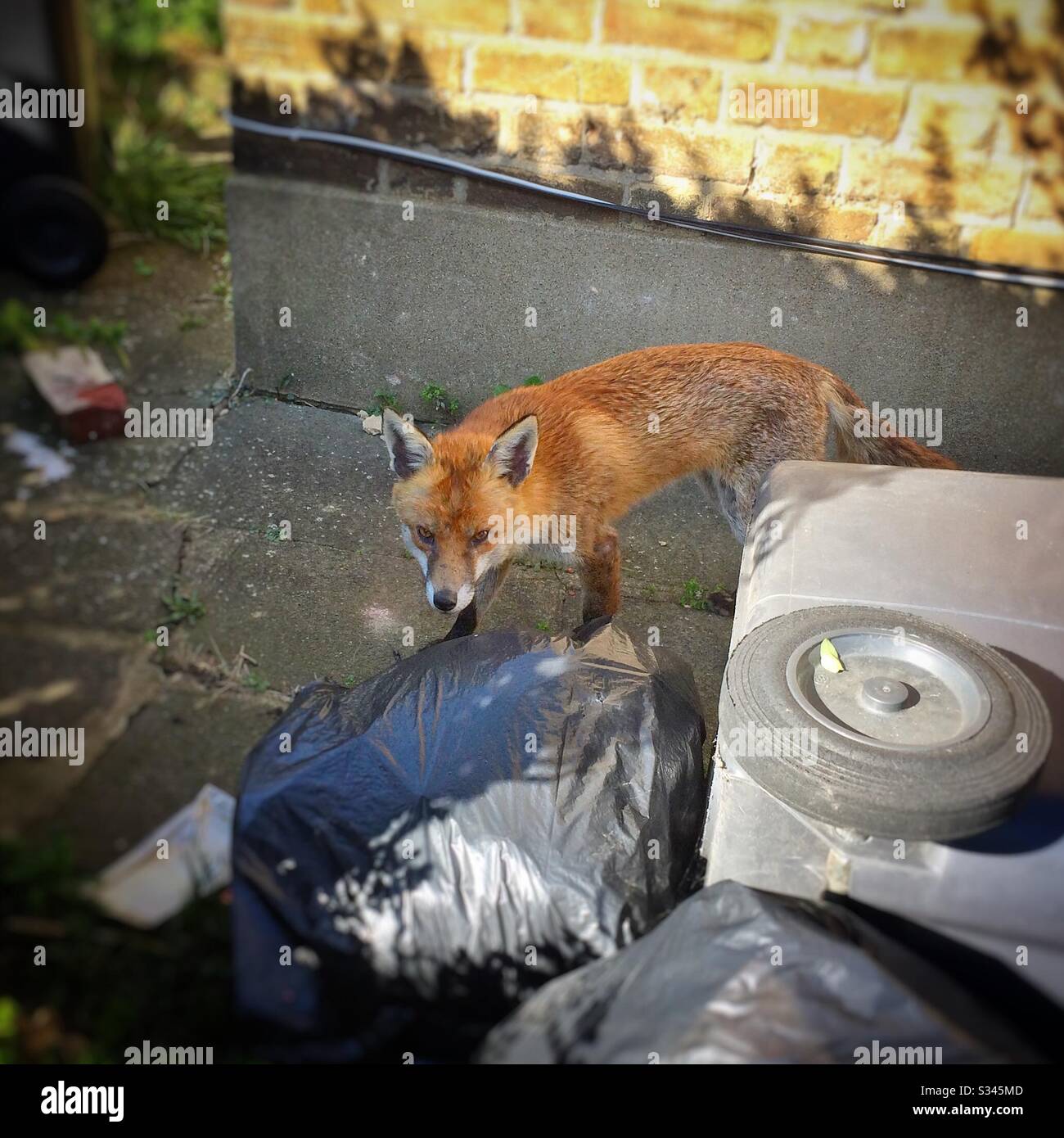 Un sac urbain de raids de renard rouge à côté d'un bout de poubelle sur une poubelle à roues dans un jardin avant en contrebas à Londres, en Angleterre, au Royaume-Uni - Image de stock capturée avec un smartphone Un sac urbain de raids de renard rouge à côté d'un bout de poubelle sur une poubelle à roues dans un jardin avant en contrebas à Londres, en Angleterre, au Royaume-Uni - Image de stock capturée avec un smartphone