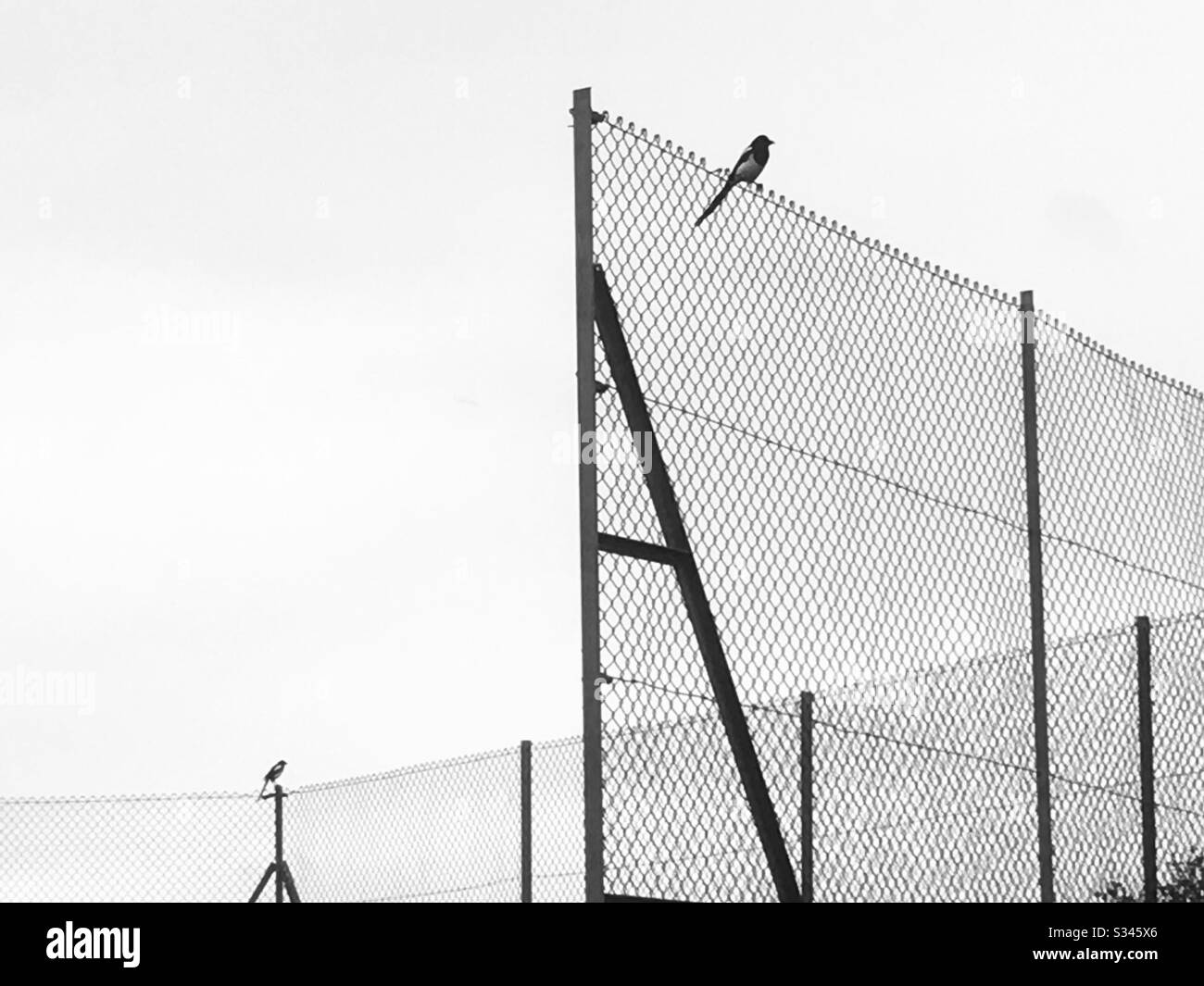 Des magpies sur la clôture Banque D'Images