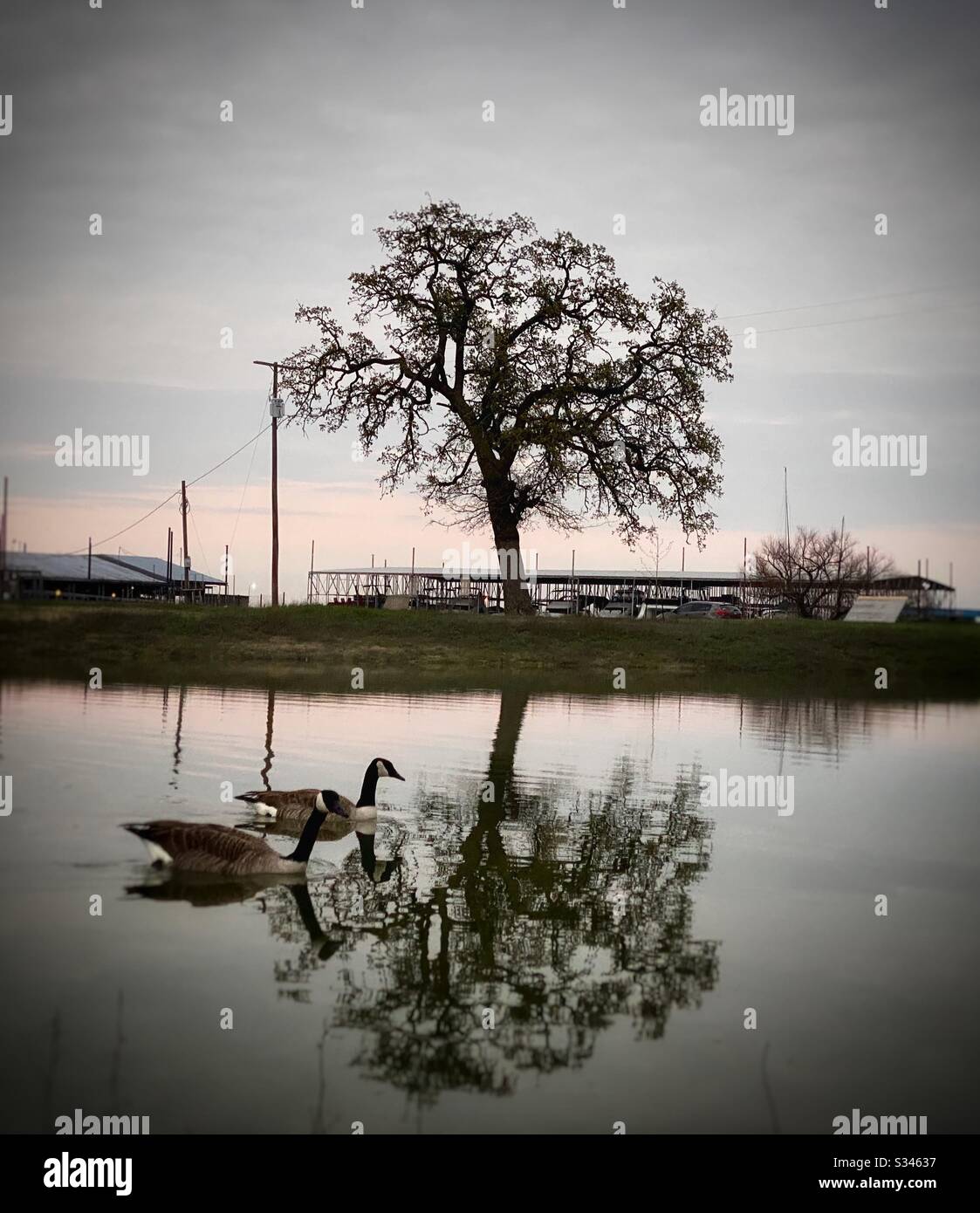 Deux belles oies qui nagent au bord du lac au coucher du soleil, parmi les superbes arbres qui reflètent dans l'eau à la marina locale. Banque D'Images