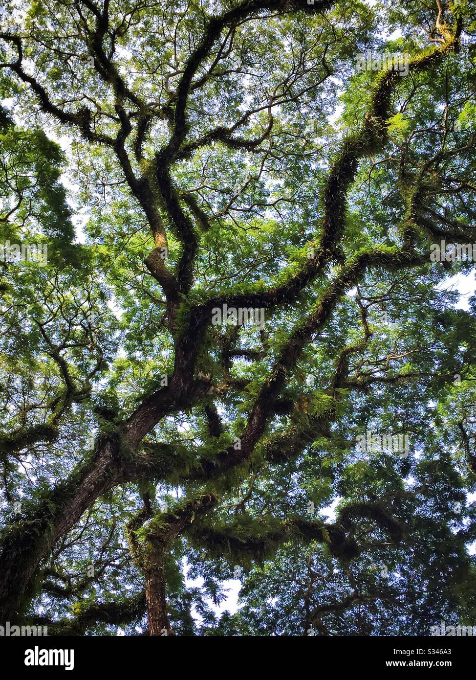 Les vieux arbres de pluie géants, ou saman, couverts de fougères épiphytes, se présentent au Rasa Sayang Resort & Spa, Batu Ferringhi, Penang, Malaisie Banque D'Images