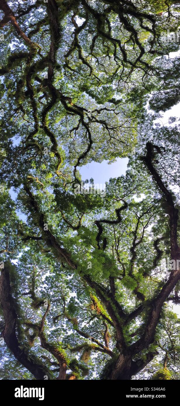Les vieux arbres de pluie géants, ou saman, couverts de fougères épiphytes, se présentent au Rasa Sayang Resort & Spa, Batu Ferringhi, Penang, Malaisie - Image de stock capturée avec un smartphone