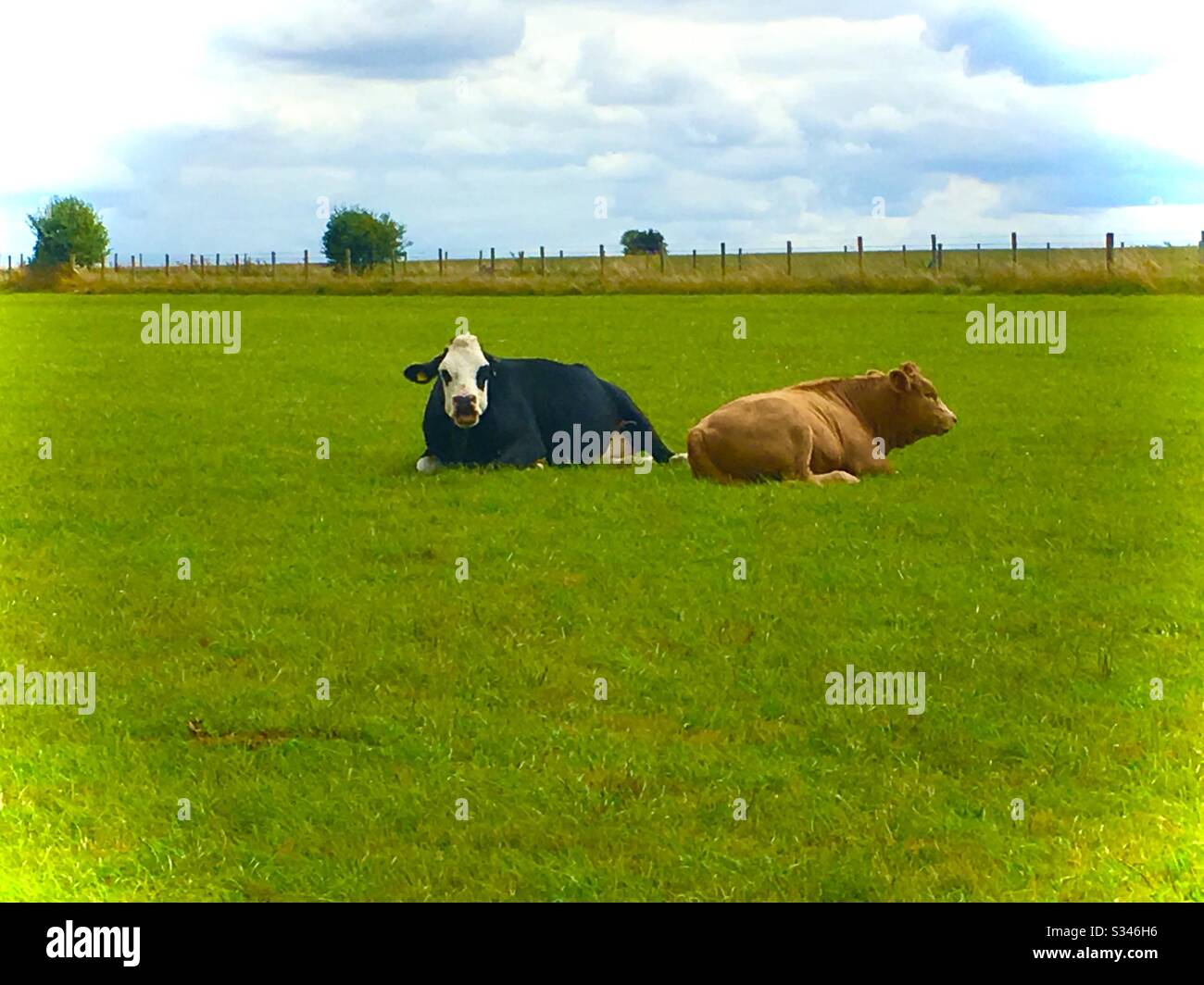 Vaches assis dans un champ Banque D'Images