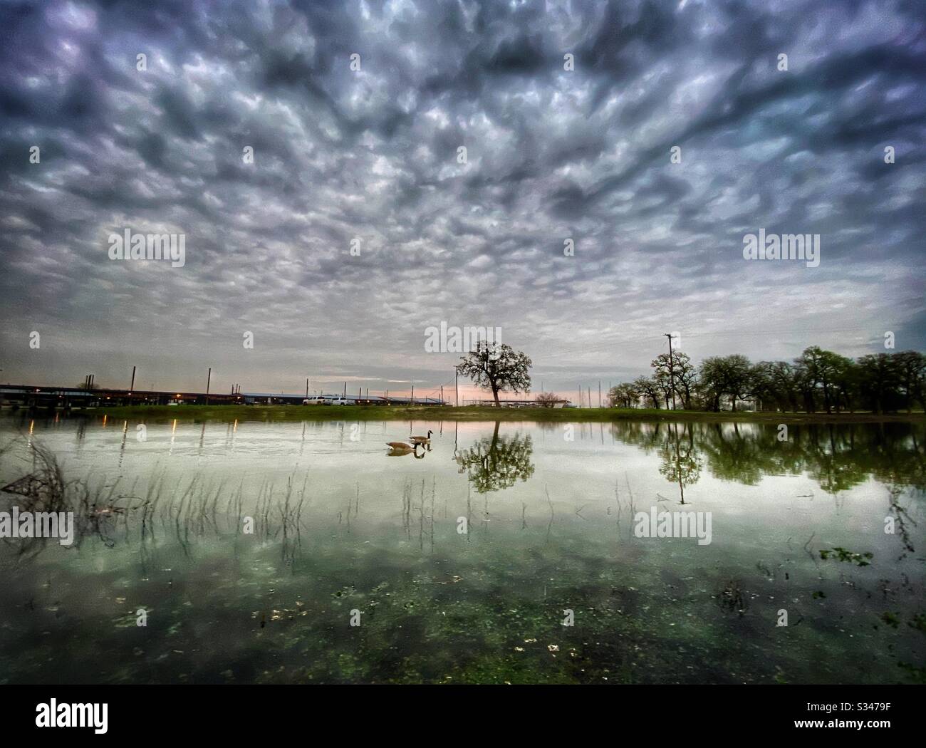 Marchez à la marina au coucher du soleil en regardant les oies dans les eaux calmes, avec des nuages magnifiquement moelleux au-dessus. Banque D'Images