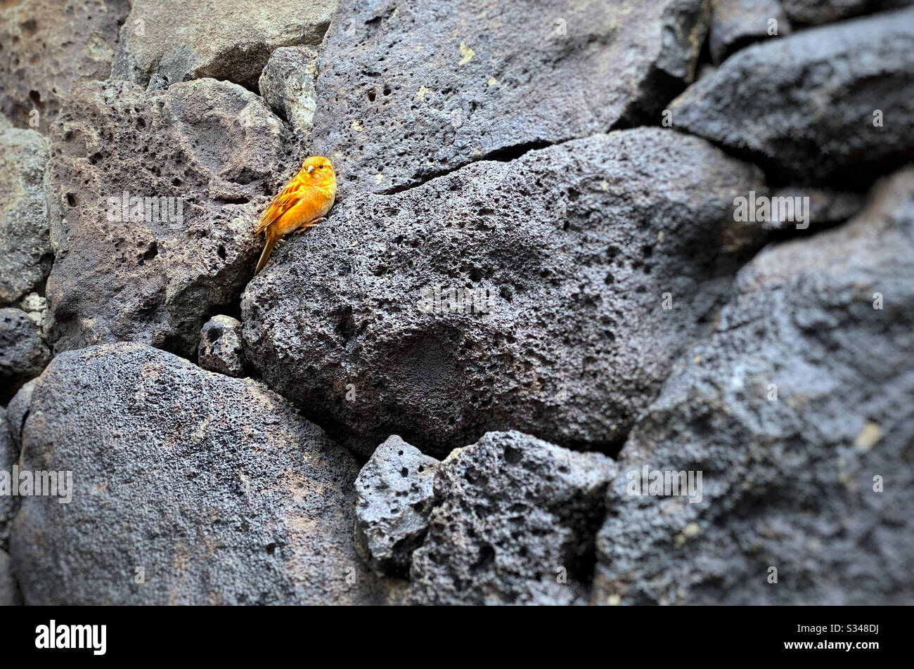 Oiseau jaune perché sur un mur de roche Banque D'Images