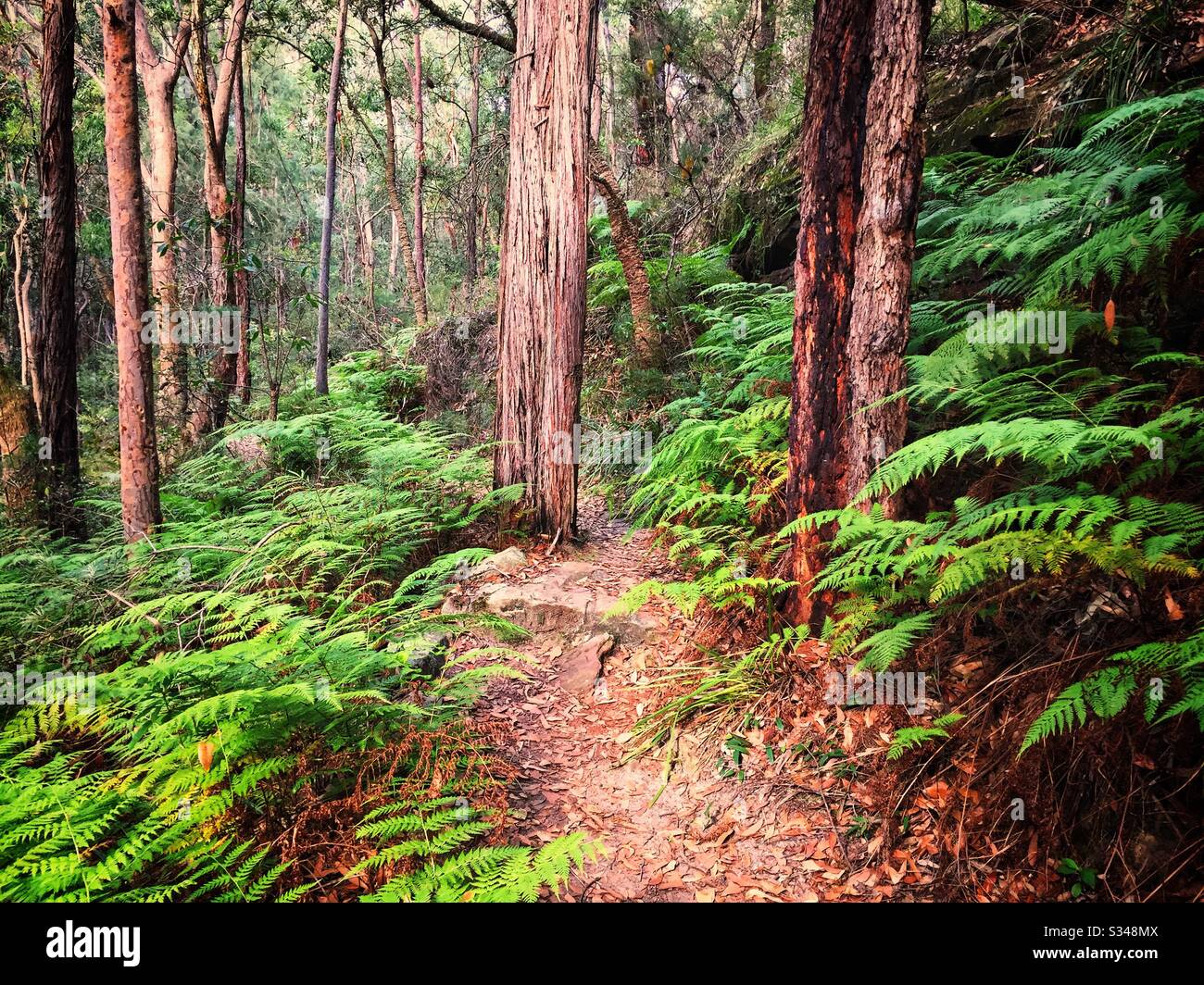 Les fougères bordent la piste parmi les eucalyptus, Birdwood Gully Reserve, Springwood, Blue Mountains, NSW, Australie - Image de stock capturée avec un smartphone