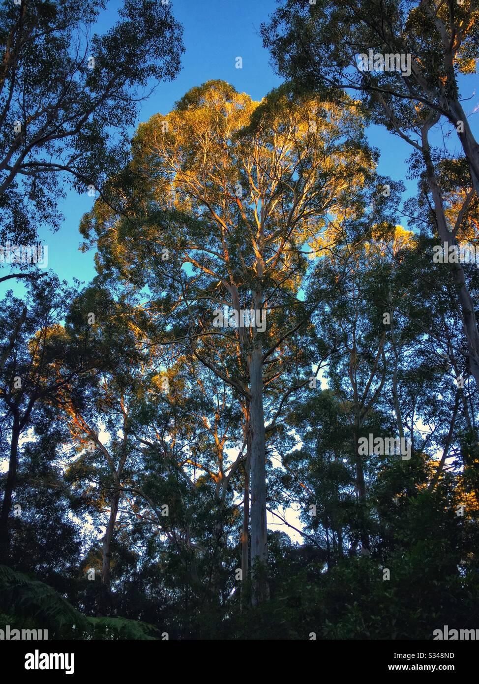 Le soleil de fin d'après-midi illumine la couronne d'un arbre des cendres des Blue Mountains, parc national des Blue Mountains, Nouvelle-Galles du Sud, Australie Banque D'Images