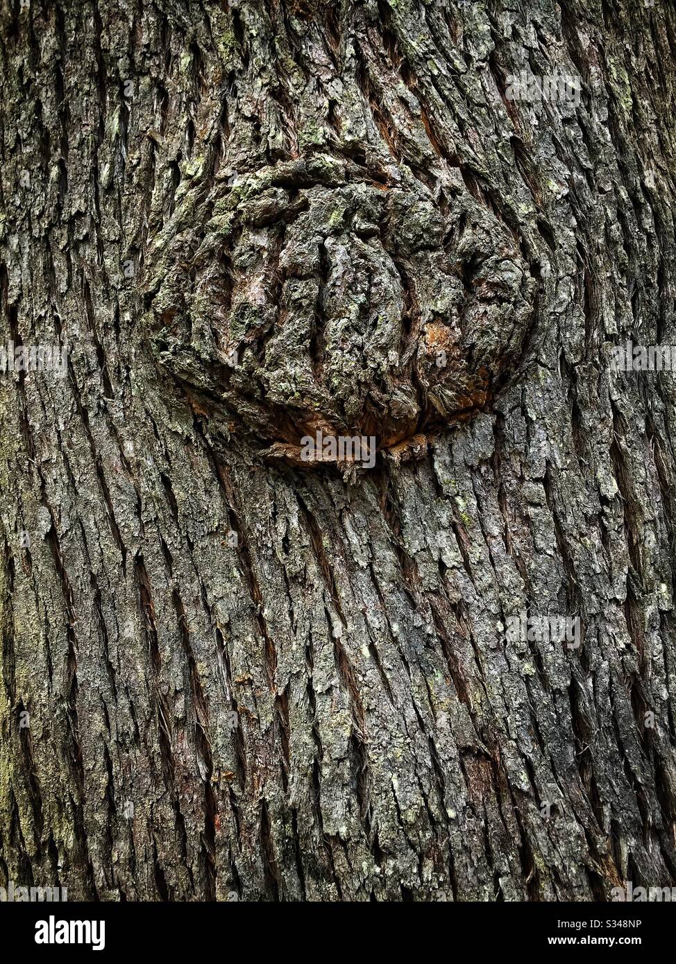 Burl sur un tronc arboré, parc national des Blue Mountains, Nouvelle-Galles du Sud, Australie Banque D'Images