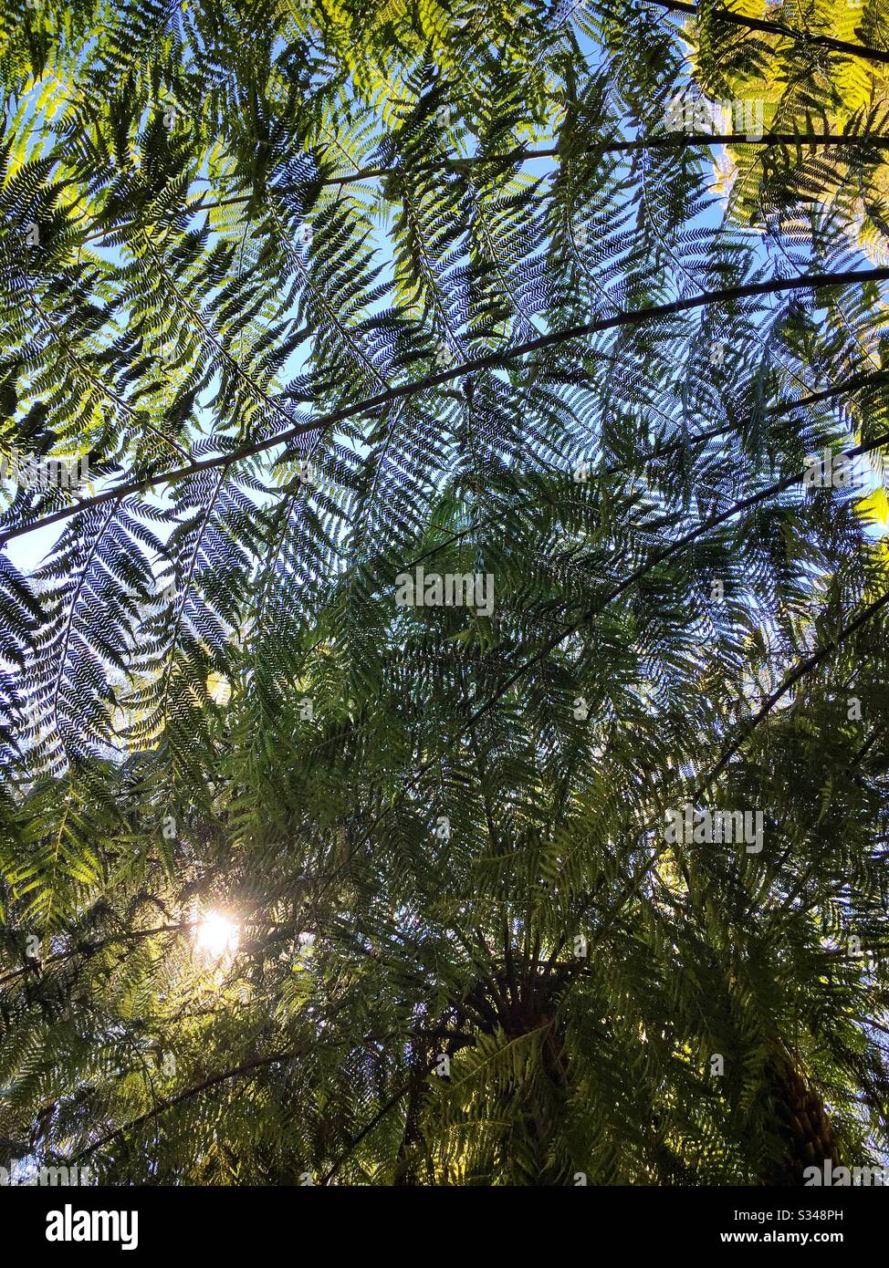 Fougères d'arbres bruts, promenade Prince Henry Clifftop, parc national des Blue Mountains, Nouvelle-Galles du Sud, Australie - Image de stock capturée avec un smartphone