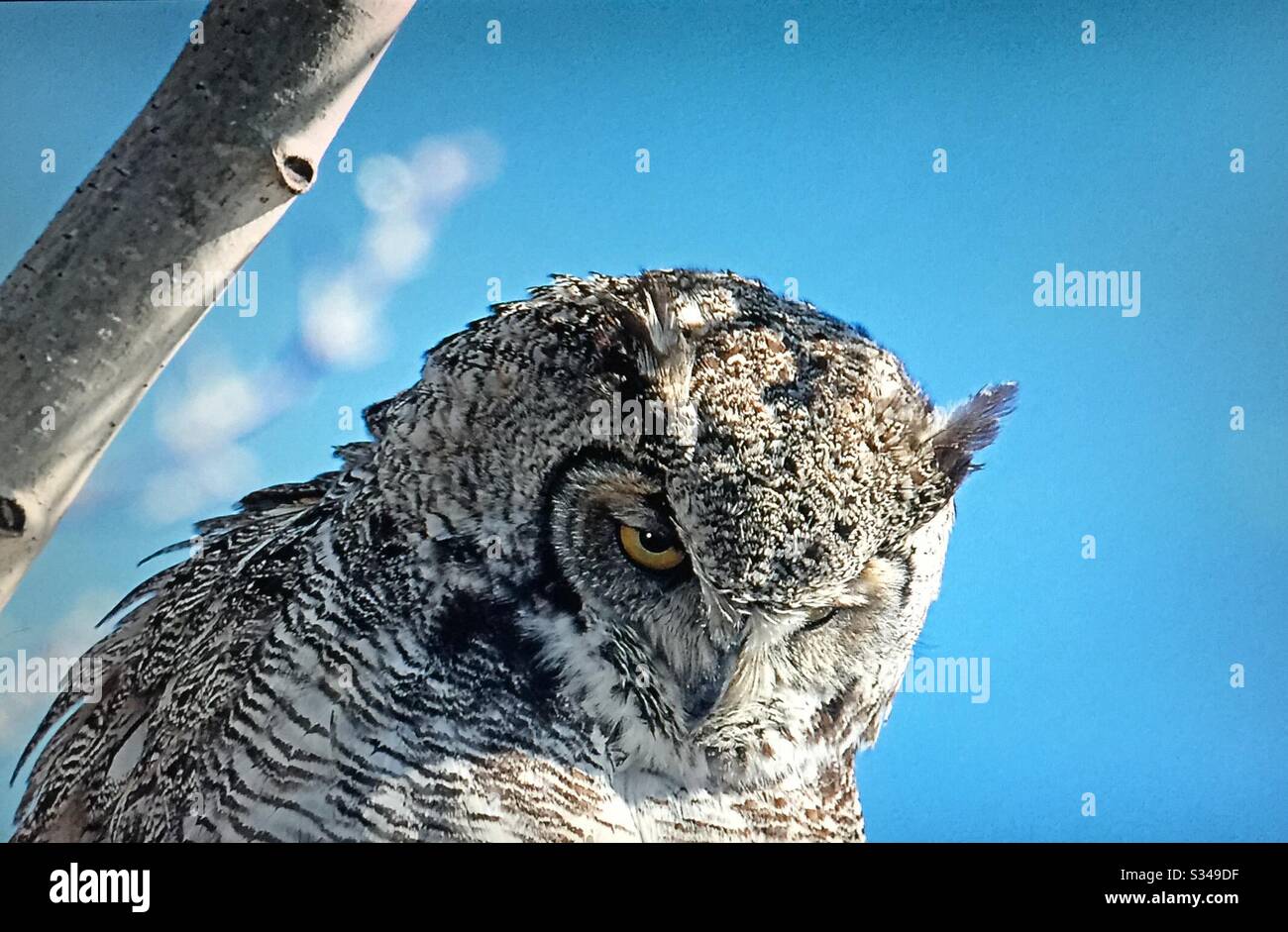 Oiseaux d'Amérique du Nord, Grand chouette cornée, Bubo virginianus, Alberta, Canada, photographie de cour Banque D'Images Oiseaux d'Amérique du Nord, Grand chouette cornée, Bubo virginianus, Alberta, Canada, photographie de cour Banque D'Images