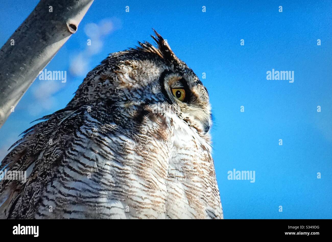 Oiseaux d'Amérique du Nord, Grand chouette cornée, Bubo virginianus, Alberta, Canada, photographie de cour Banque D'Images Oiseaux d'Amérique du Nord, Grand chouette cornée, Bubo virginianus, Alberta, Canada, photographie de cour Banque D'Images