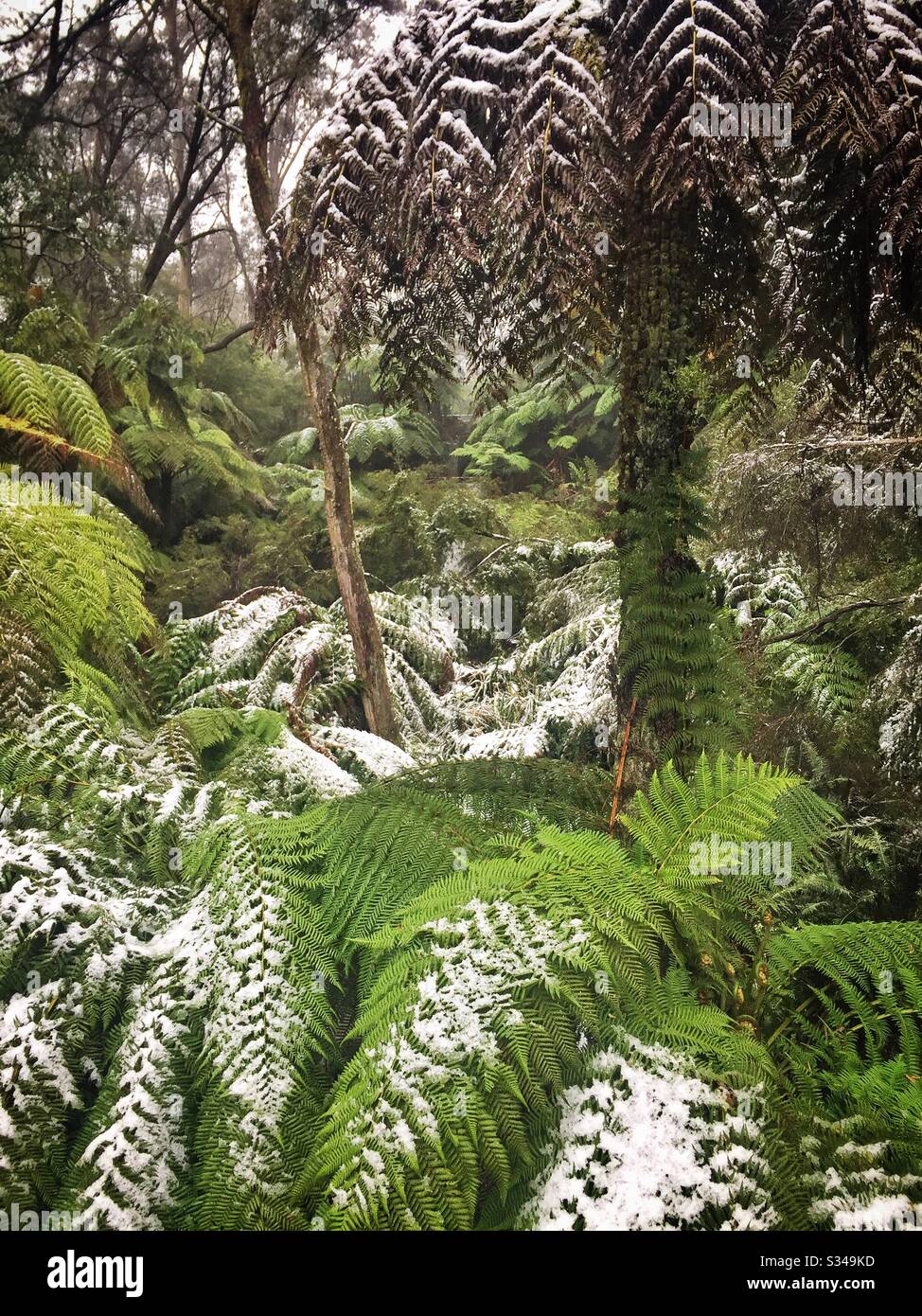 Fougères d'arbre rugueuses sous une chute de neige printanière non saisonnière, Leura Cascades Picnic Area, Blue Mountains, NSW, Australie - Image de stock capturée avec un smartphone