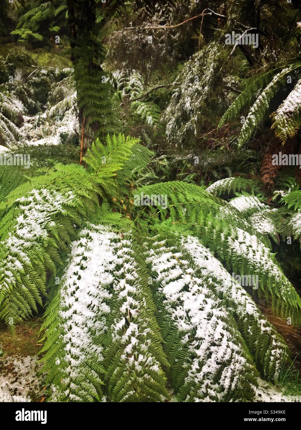 Fougères d'arbre rugueuses sous une chute de neige printanière non saisonnière, Leura Cascades Picnic Area, Blue Mountains, NSW, Australie - Image de stock capturée avec un smartphone
