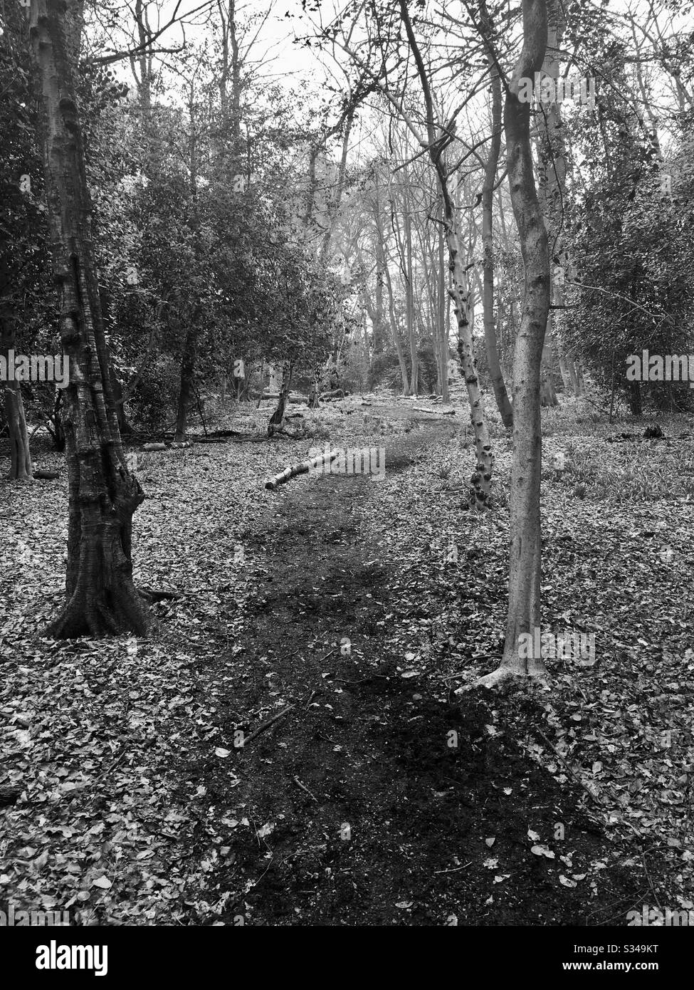 Promenade dans la forêt Banque D'Images