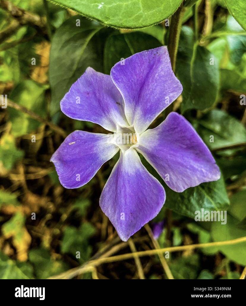 Fleurs - Image de stock capturée avec un smartphone