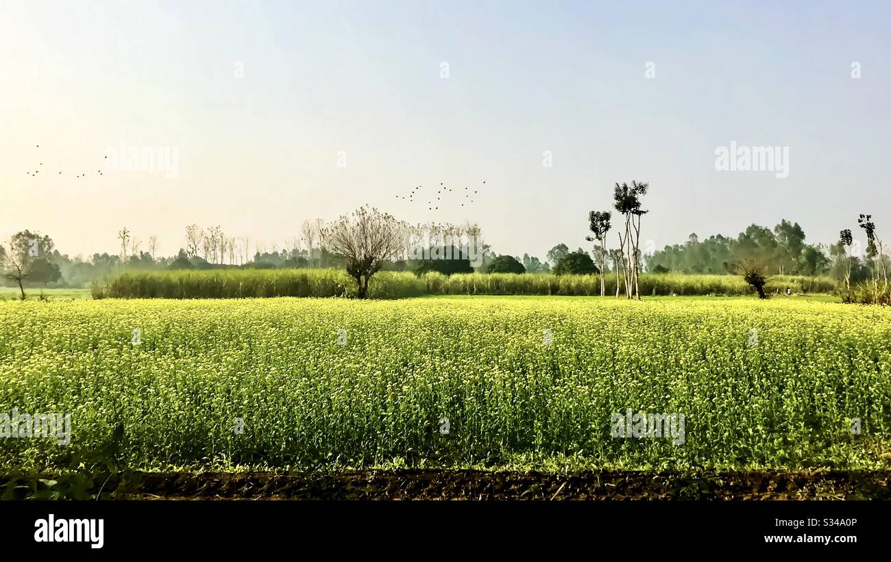 The Mustard Fields, Inde Banque D'Images