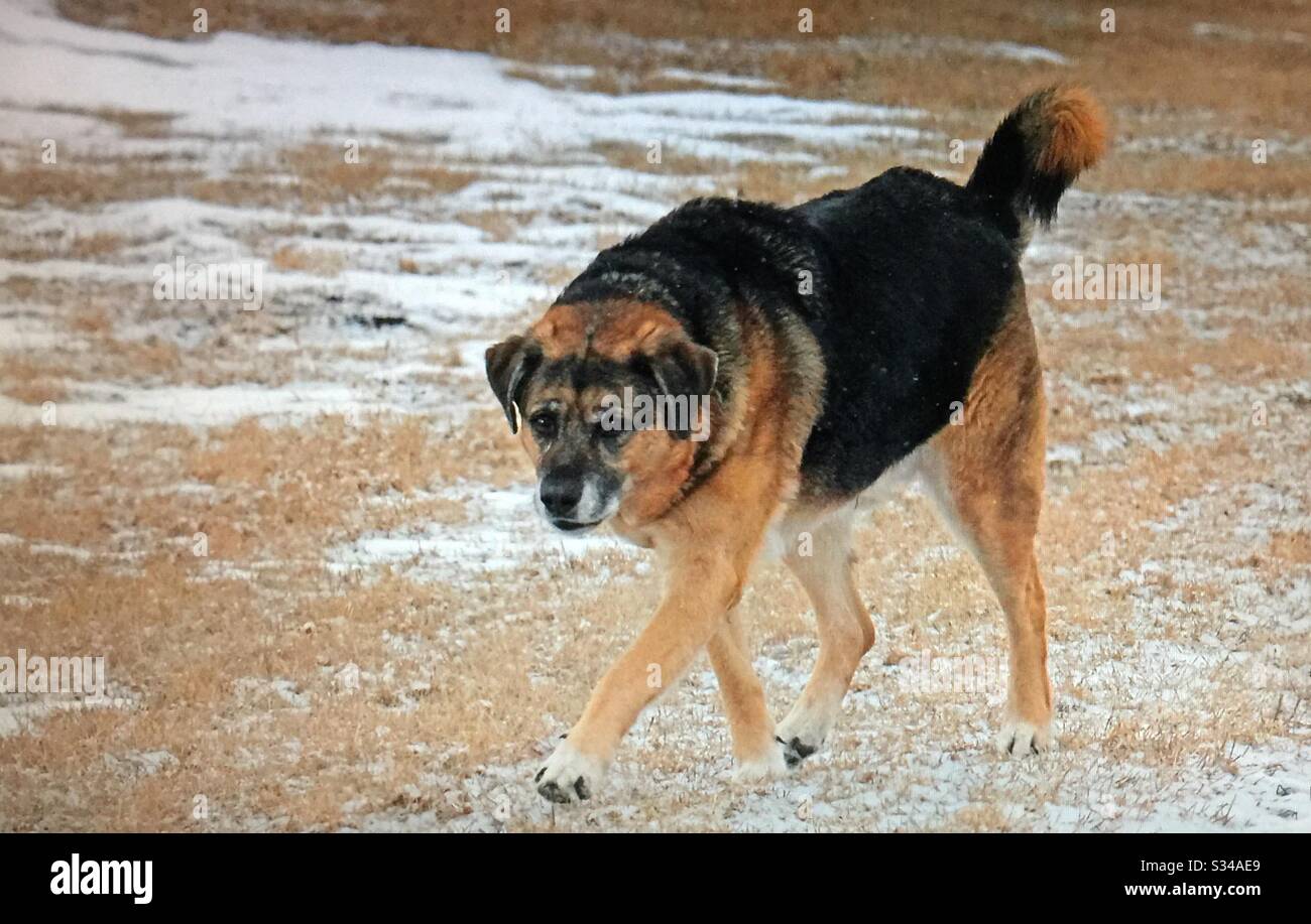 Chien en colère, croix de Berger allemand et meilleur ami de l'homme - Image de stock capturée avec un smartphone