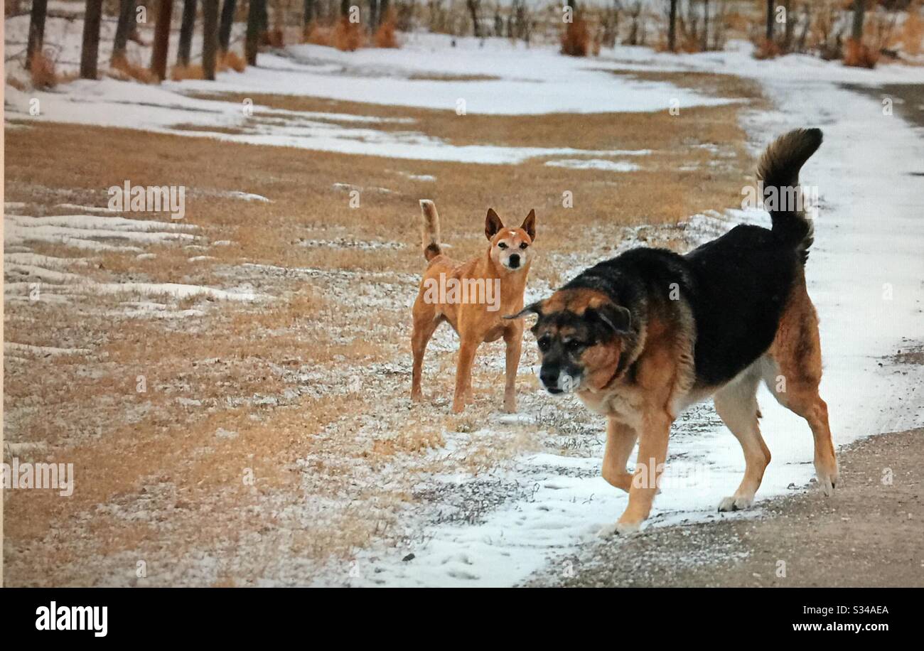 Chien en colère, croix de Berger allemand et meilleur ami de l'homme - Image de stock capturée avec un smartphone