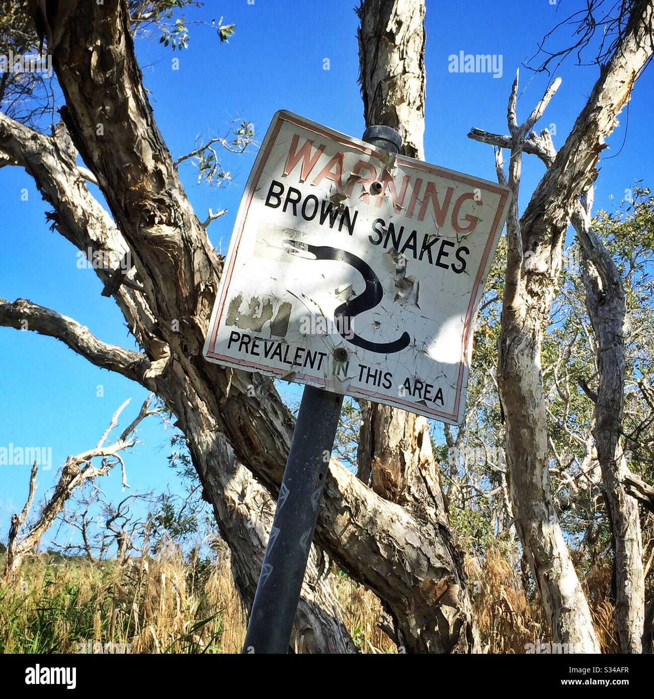 Panneau d'avertissement indiquant la présence de serpents bruns mortels, à l'intérieur des terres depuis la plage de suif, Byron Bay, Nouvelle-Galles du Sud, Australie - Image de stock capturée avec un smartphone