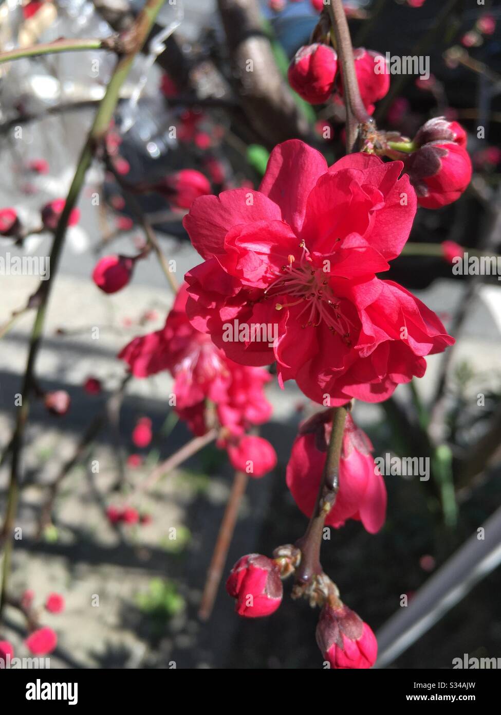 Fleurs de prune roses éclatantes Banque D'Images