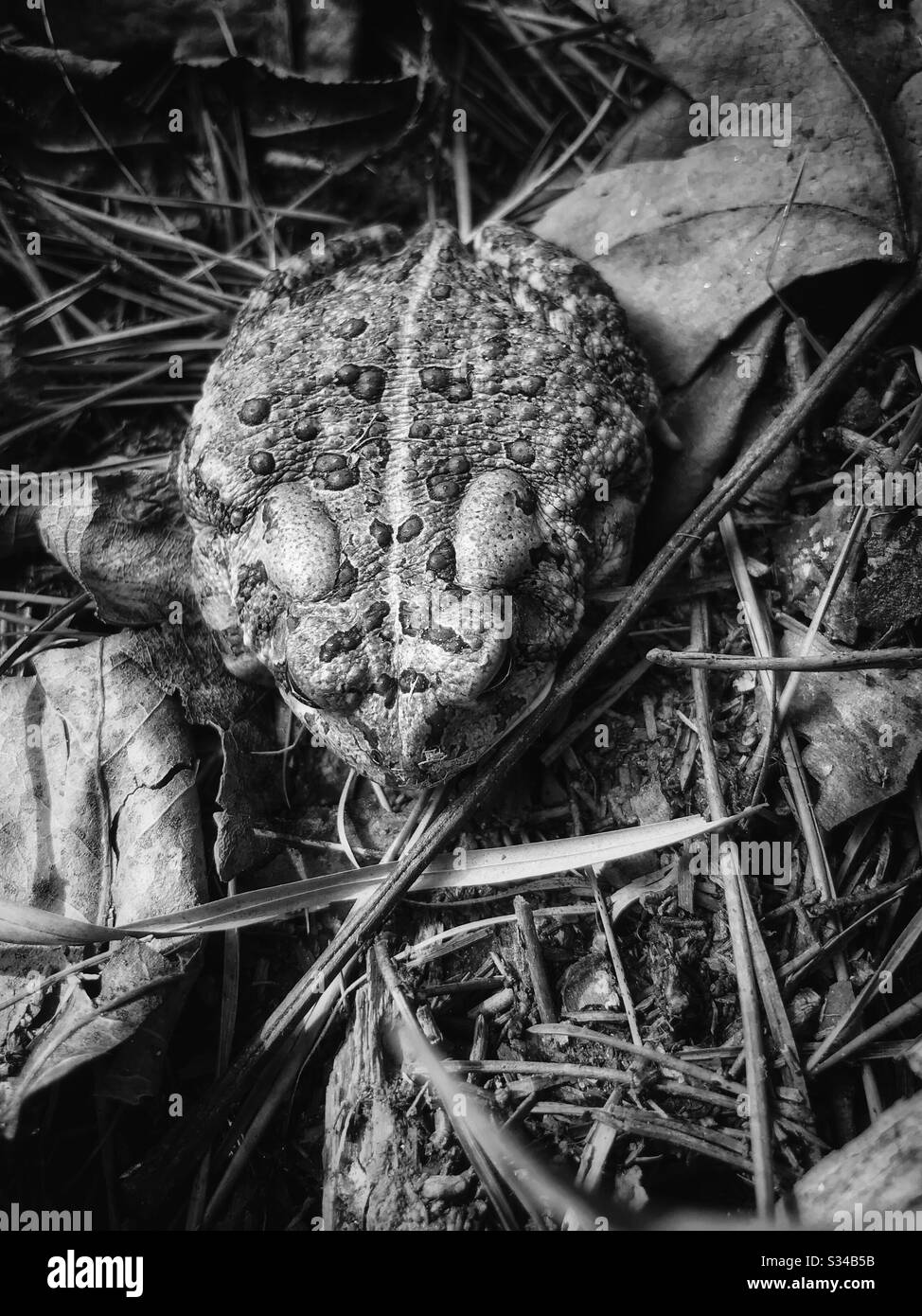 Crapaud nord-américain d'en haut en noir et blanc Banque D'Images