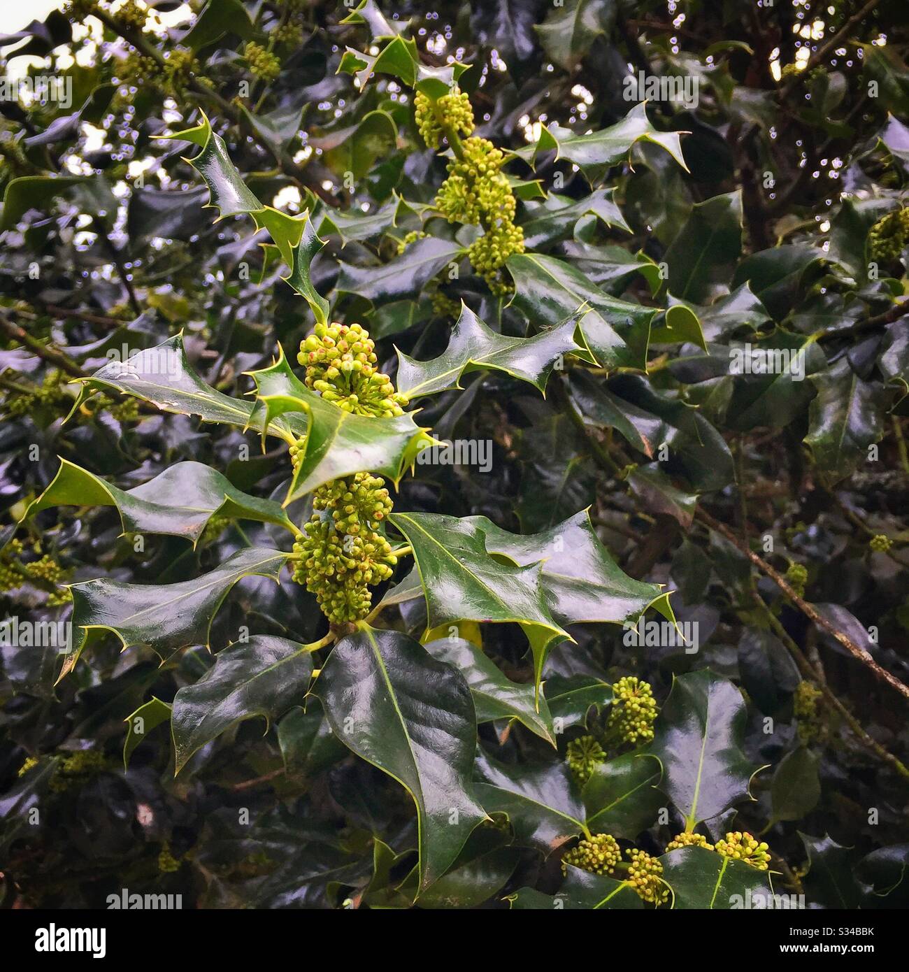 Baies nouvellement formées sur un arbre de houx, Leura Gardens Festival, Blue Mountains, NSW, Australie - Image de stock capturée avec un smartphone
