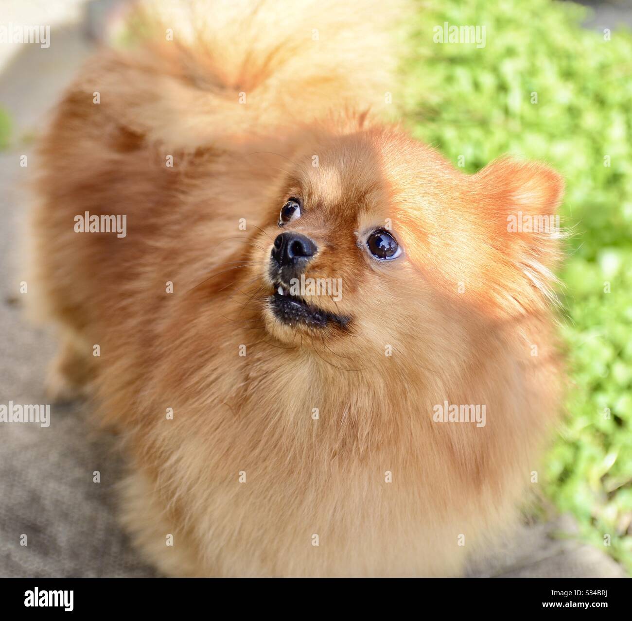 Portrait de Pom chien Banque D'Images