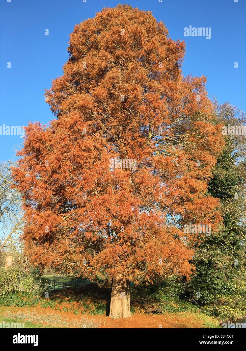 Magnifique grand arbre d'automne - Image de stock capturée avec un smartphone